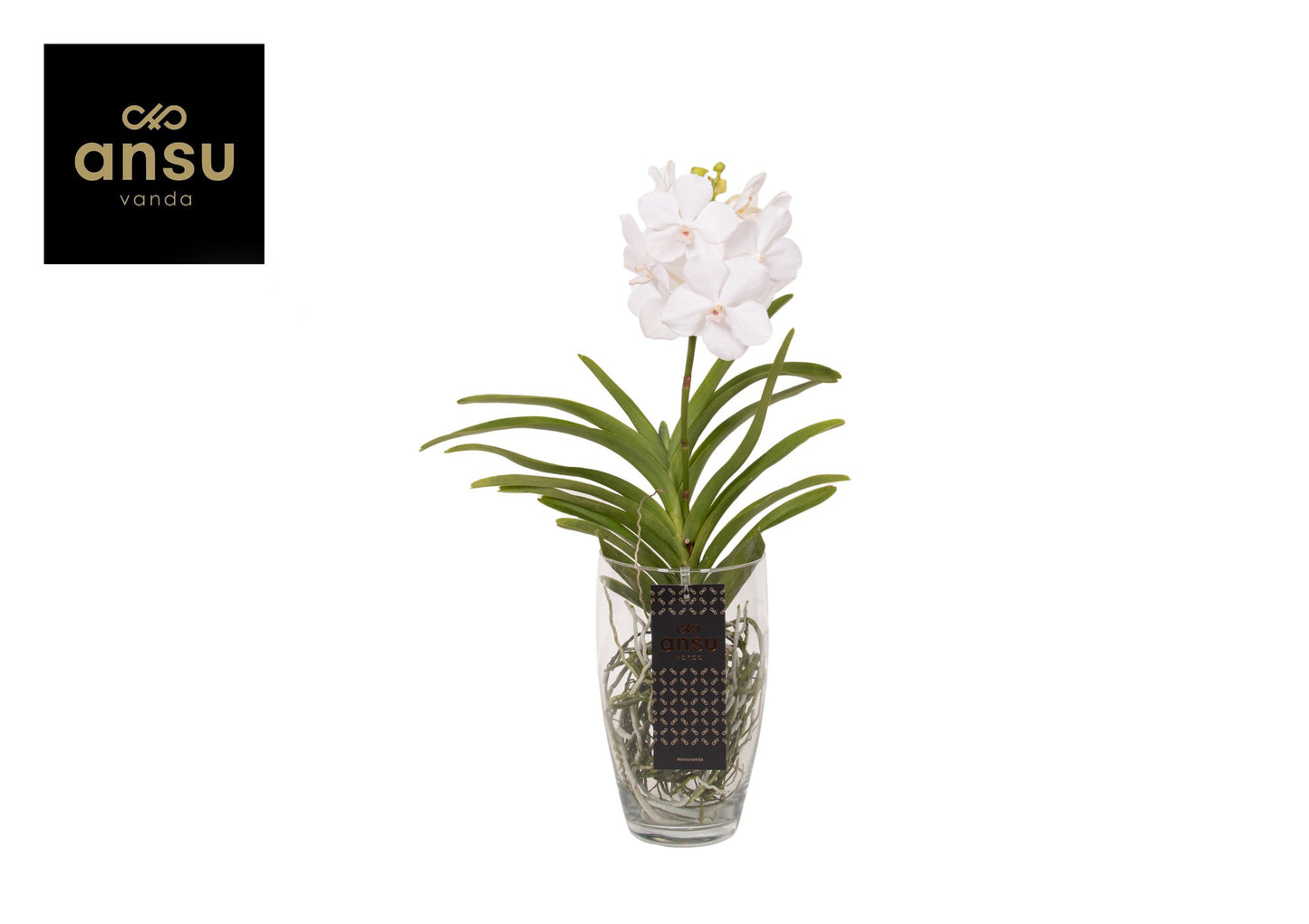Ansu Vanda Romance White Pack of 4