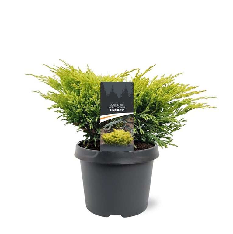 Bremmer Boomkwekerijen Juniperus Limeglow Pack of 1