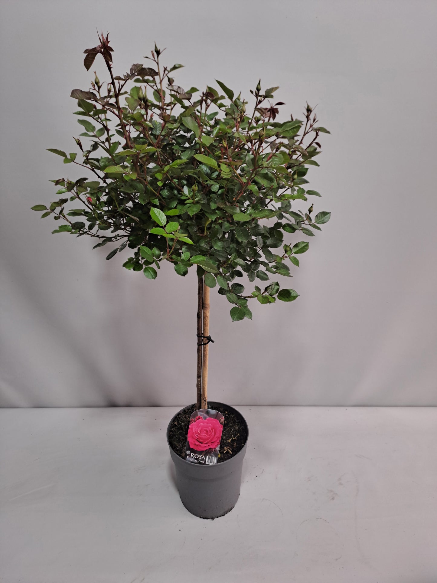 Roses standard 120cm 23cm Pot