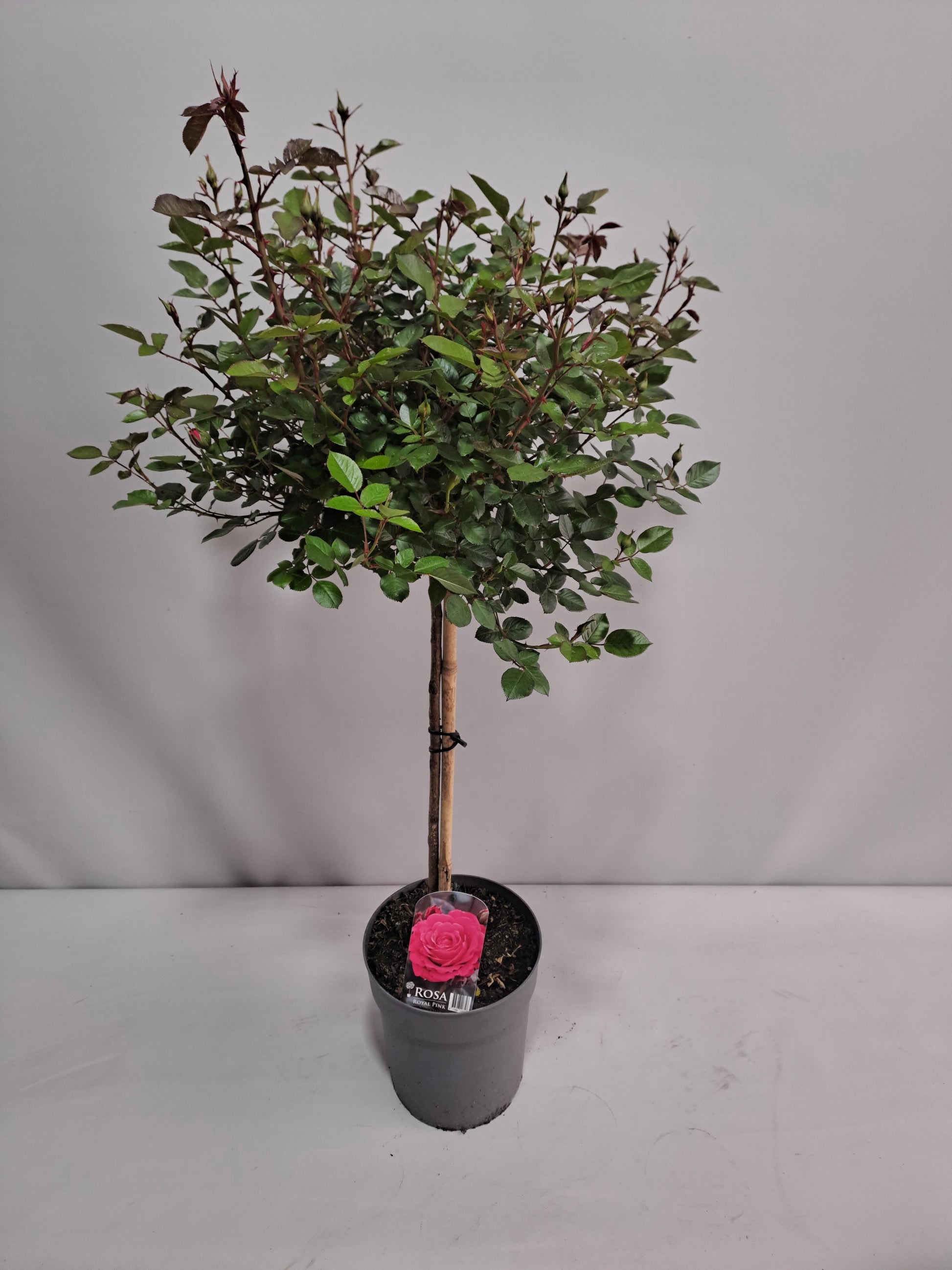 Roses standard 120cm 23cm Pot