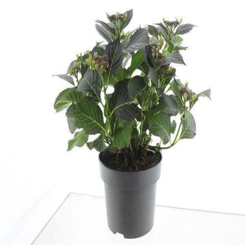 Hydrangea macr. Lacecap red 45cm 23cm Pot