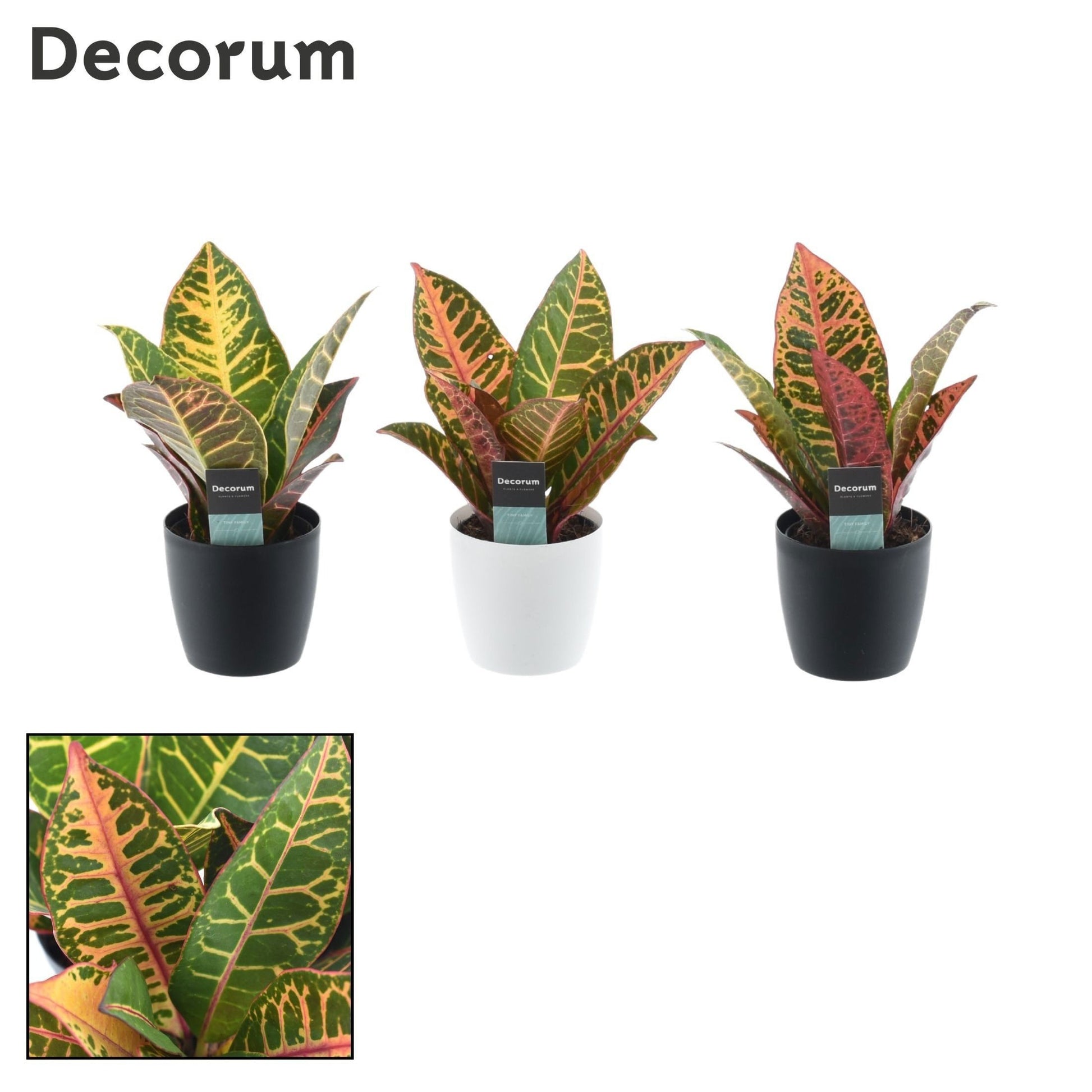 Codiaeum Petra 25cm 7cm Pot