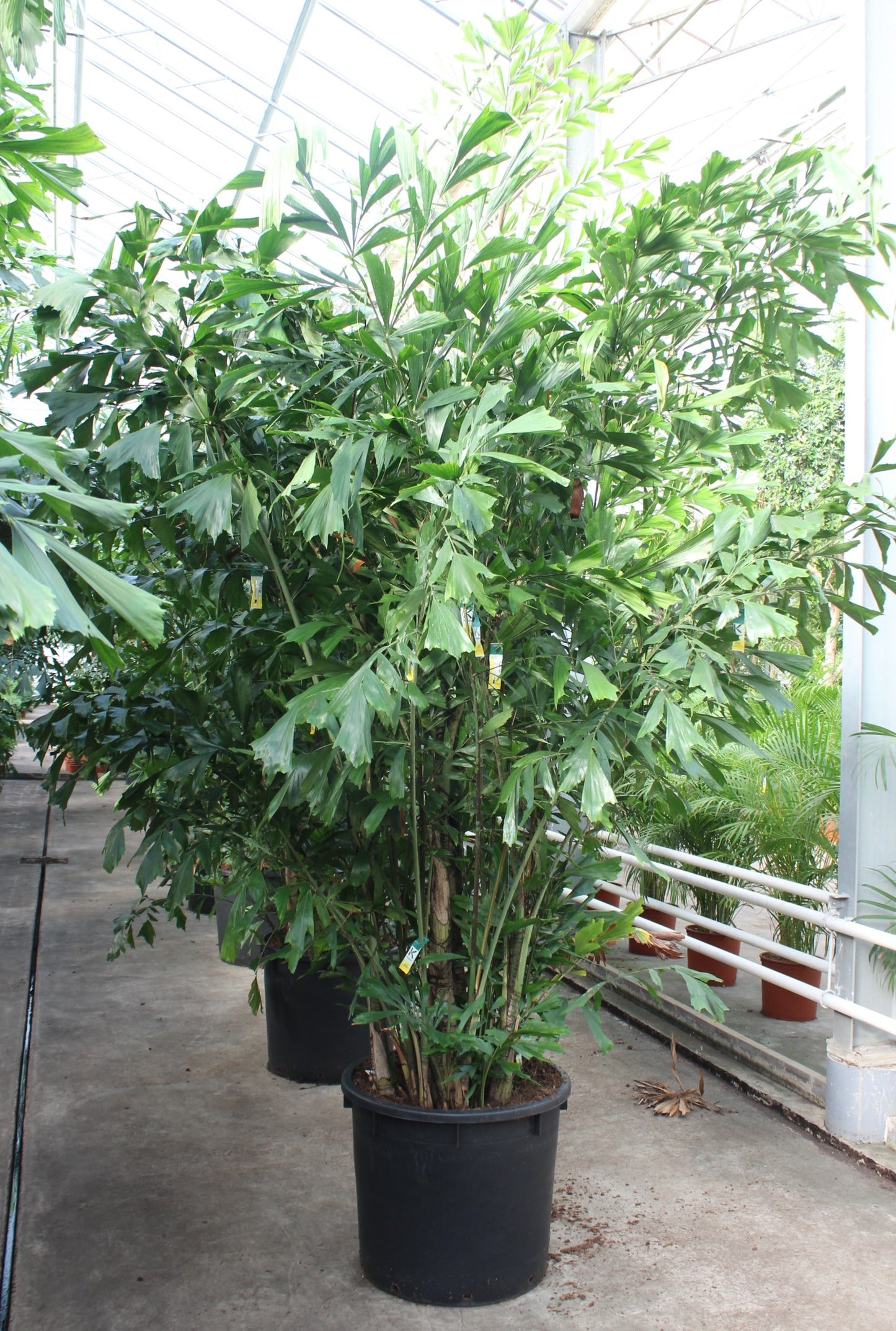 Caryota mitis 400cm 70cm Pot