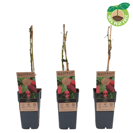 Rubus Tayberry (Raspberry x Blackberry hybrid) 50cm 15cm Pot
