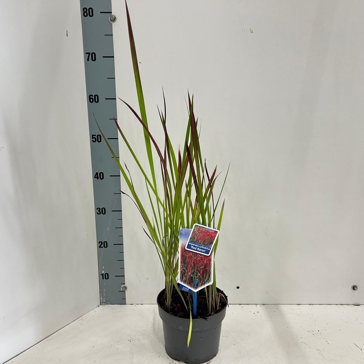 Imperata Red Baron 55cm 17cm Pot