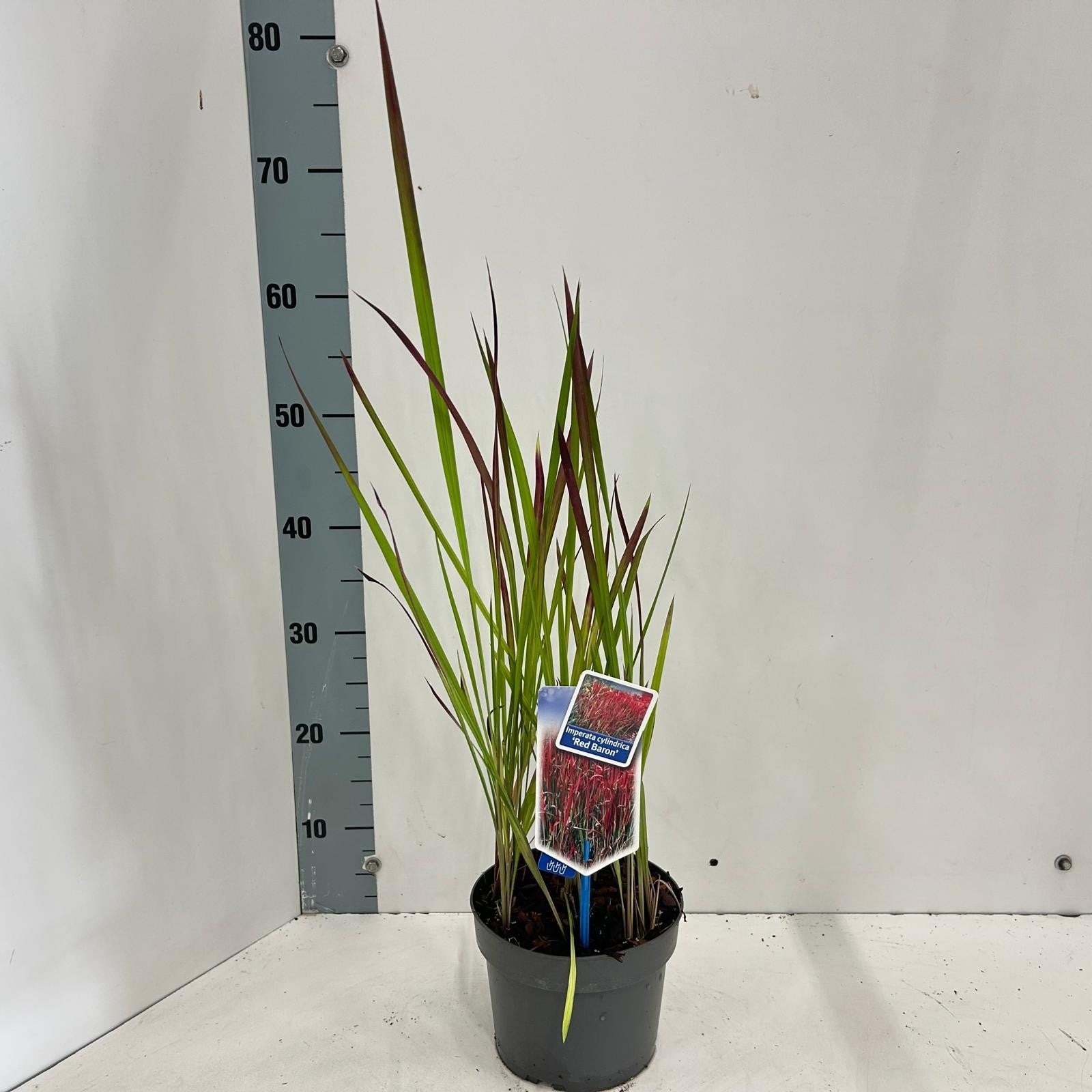 Imperata Red Baron 55cm 17cm Pot