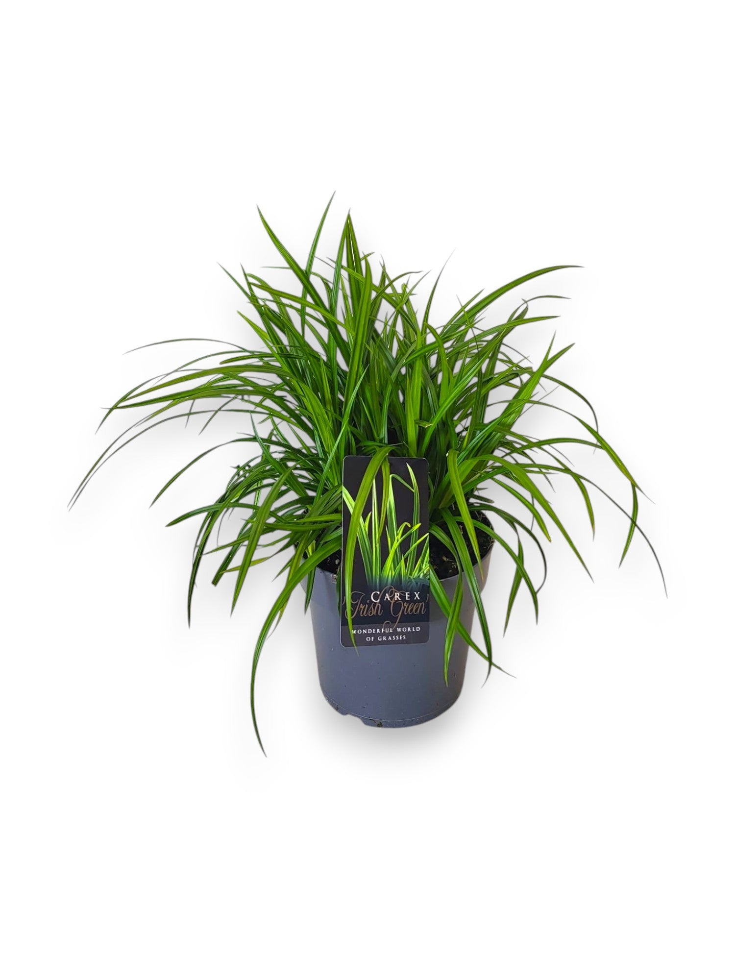 Carex morrowii 40cm 19cm Pot