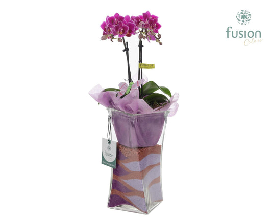Glas Twistervaas met Phalaenopsis Vlinder 43cm 10cm Pot