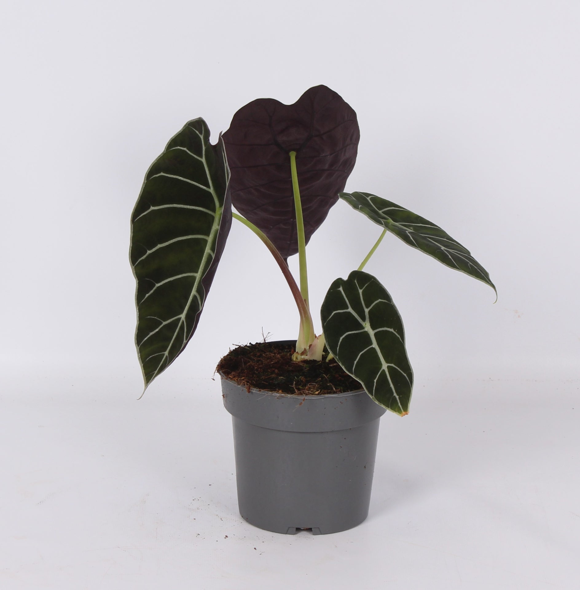 Ichtus Plants Alocasia Pride of Corup Pack of 6