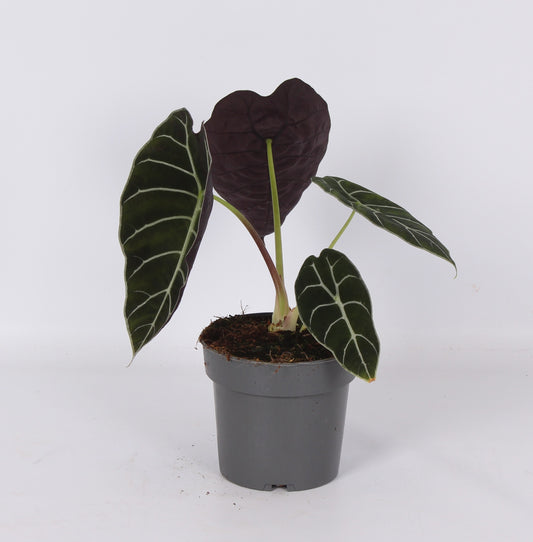 Alocasia amazonica 30cm 14cm Pot