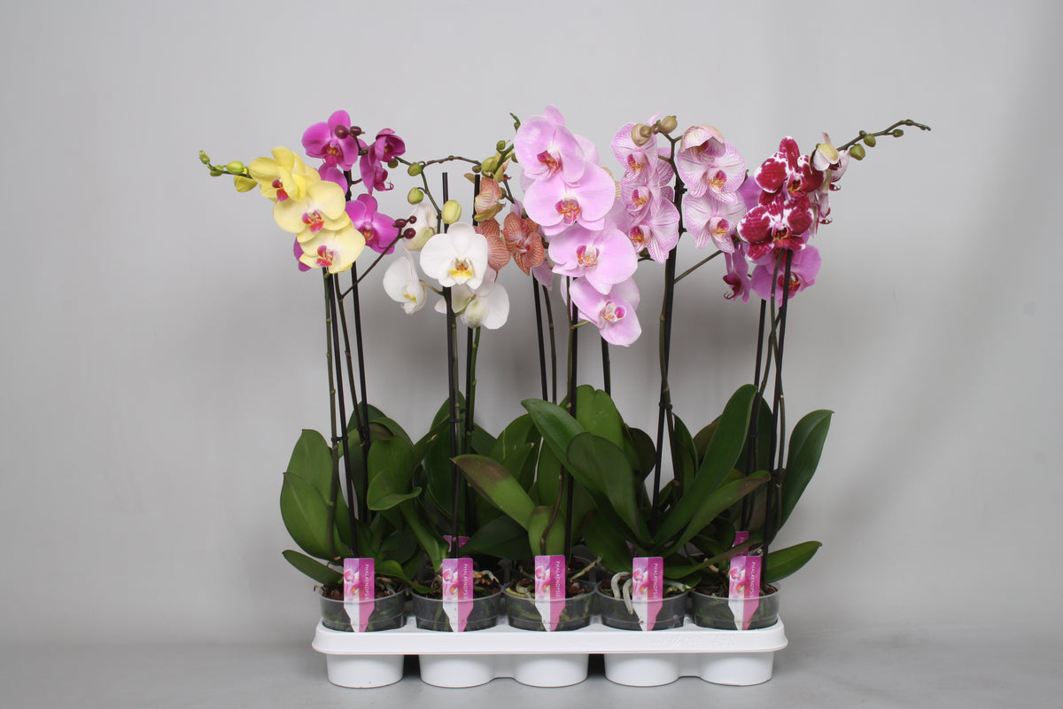Phalaenopsis mix A2 60cm 12cm Pot