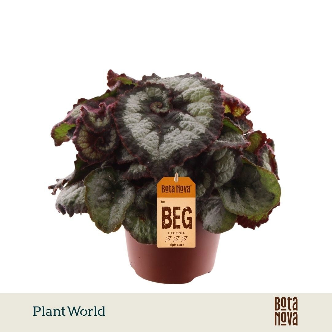 Plantworld Jogrow Begonia Princess of Hanover Pack of 8