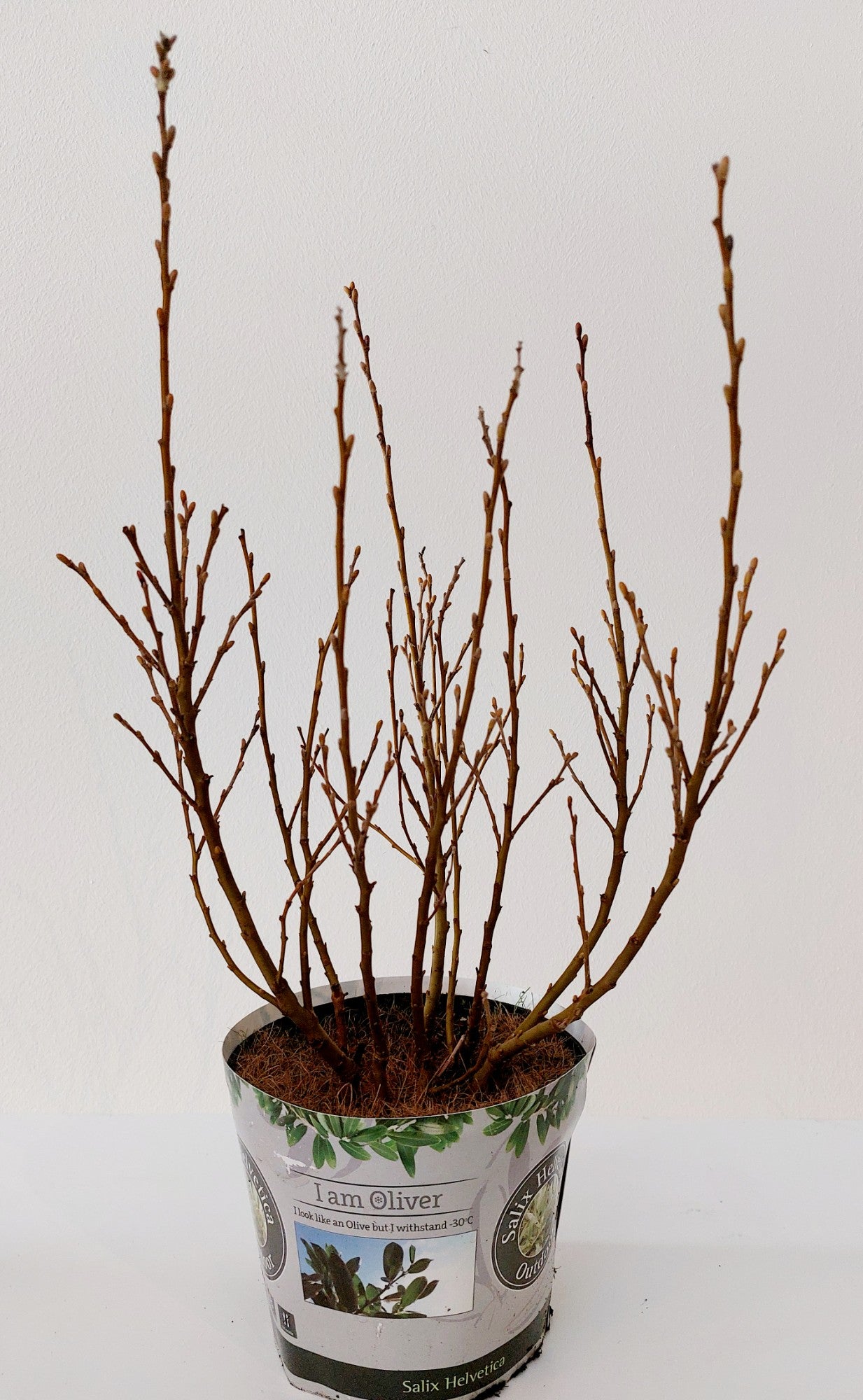 Bontekoe, Salixkw Salix helvetica Pack of 6
