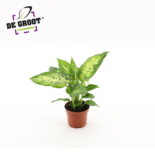 Dieffenbachia Compacta 25cm 9cm Pot