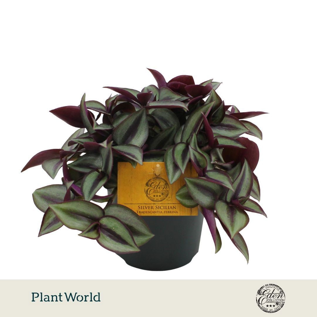 Tradescantia zebrina 10.5cm Pot
