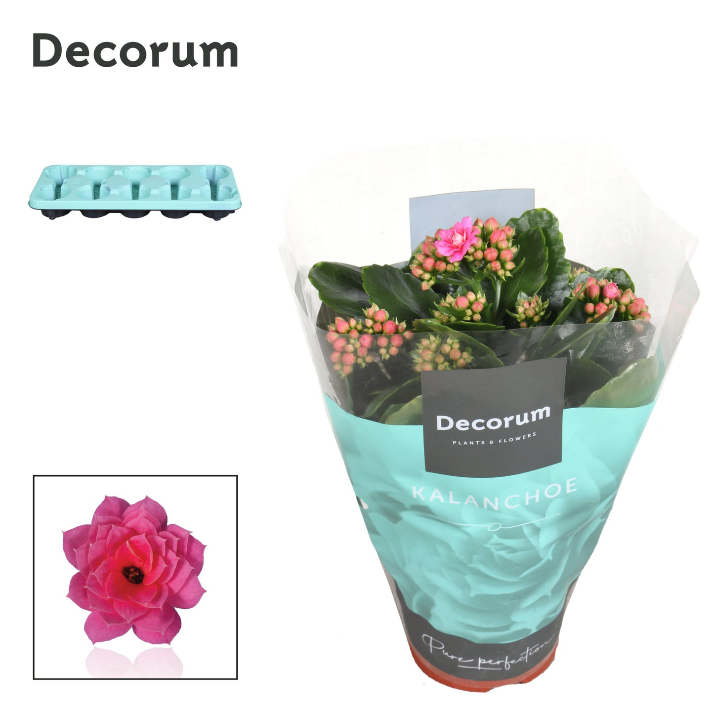 Kalanchoe pink decorum 23cm 510cm Pot