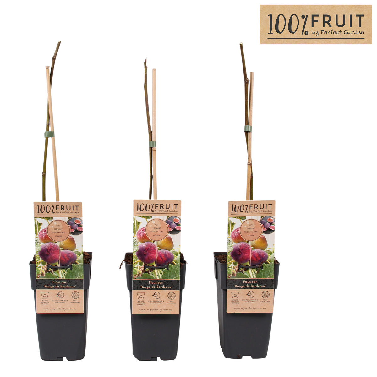Fruit/Shrub Climber mix 65cm 15cm Pot