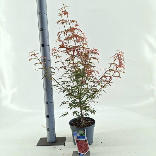 Acer Jerre Schwartz 80cm 19cm Pot