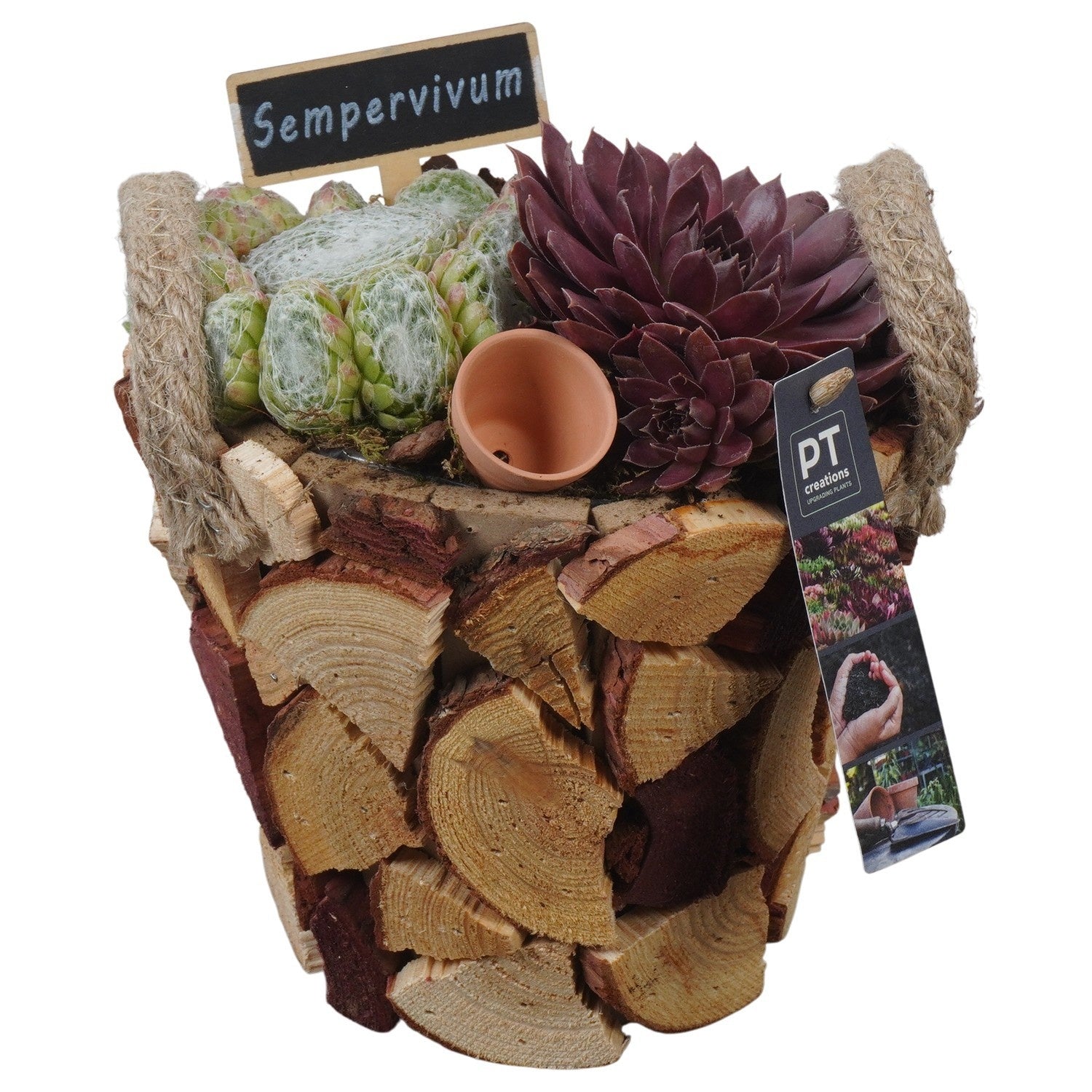 arr. Sempervivum 22cm 18cm Pot