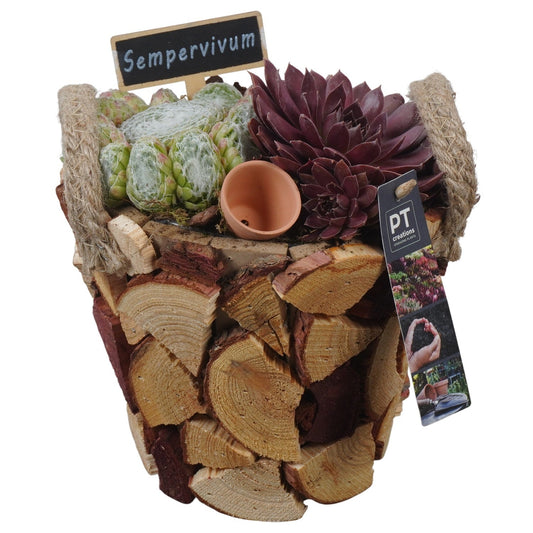 arr. Sempervivum 22cm 18cm Pot