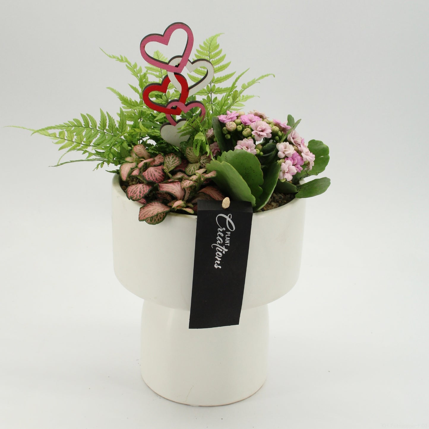 Indoor flowering arrangement 30cm 16cm Pot