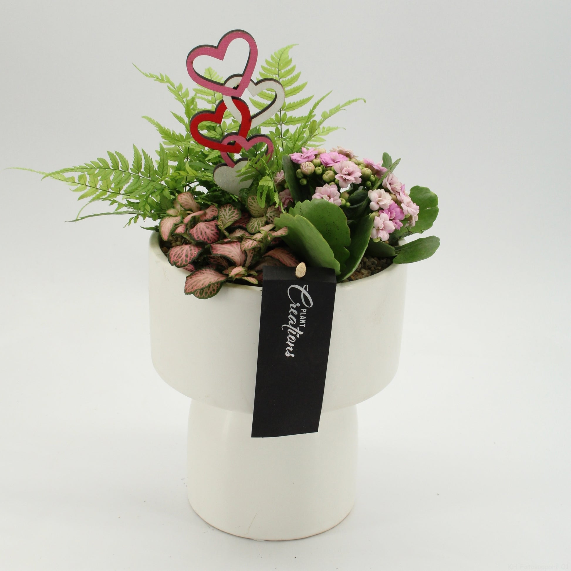 Indoor flowering arrangement 30cm 16cm Pot