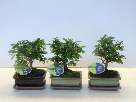 Carmona Bonsai 25cm 15cm Pot