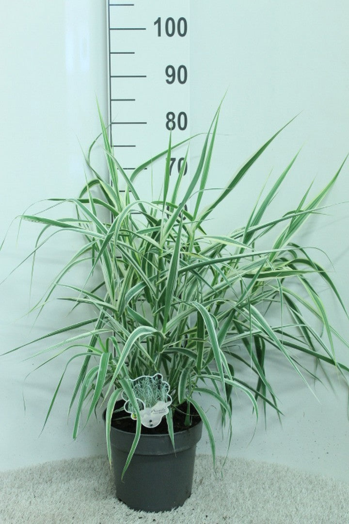 Arundo donax 80cm 23cm Pot