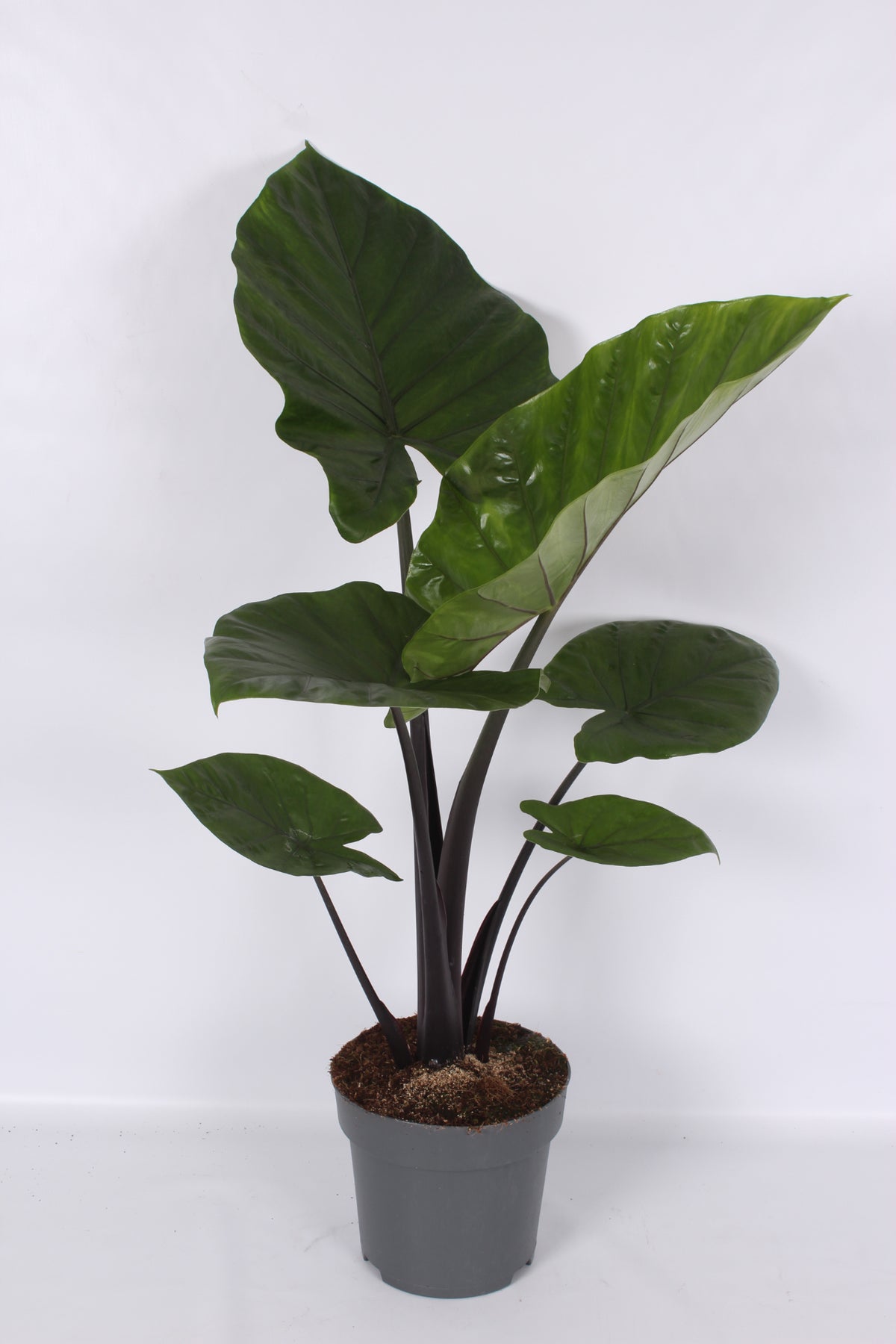 Alocasia amazonica 150cm 24cm Pot