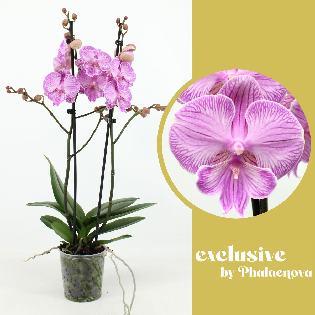 Phalaenopsis pink 60cm 12cm Pot