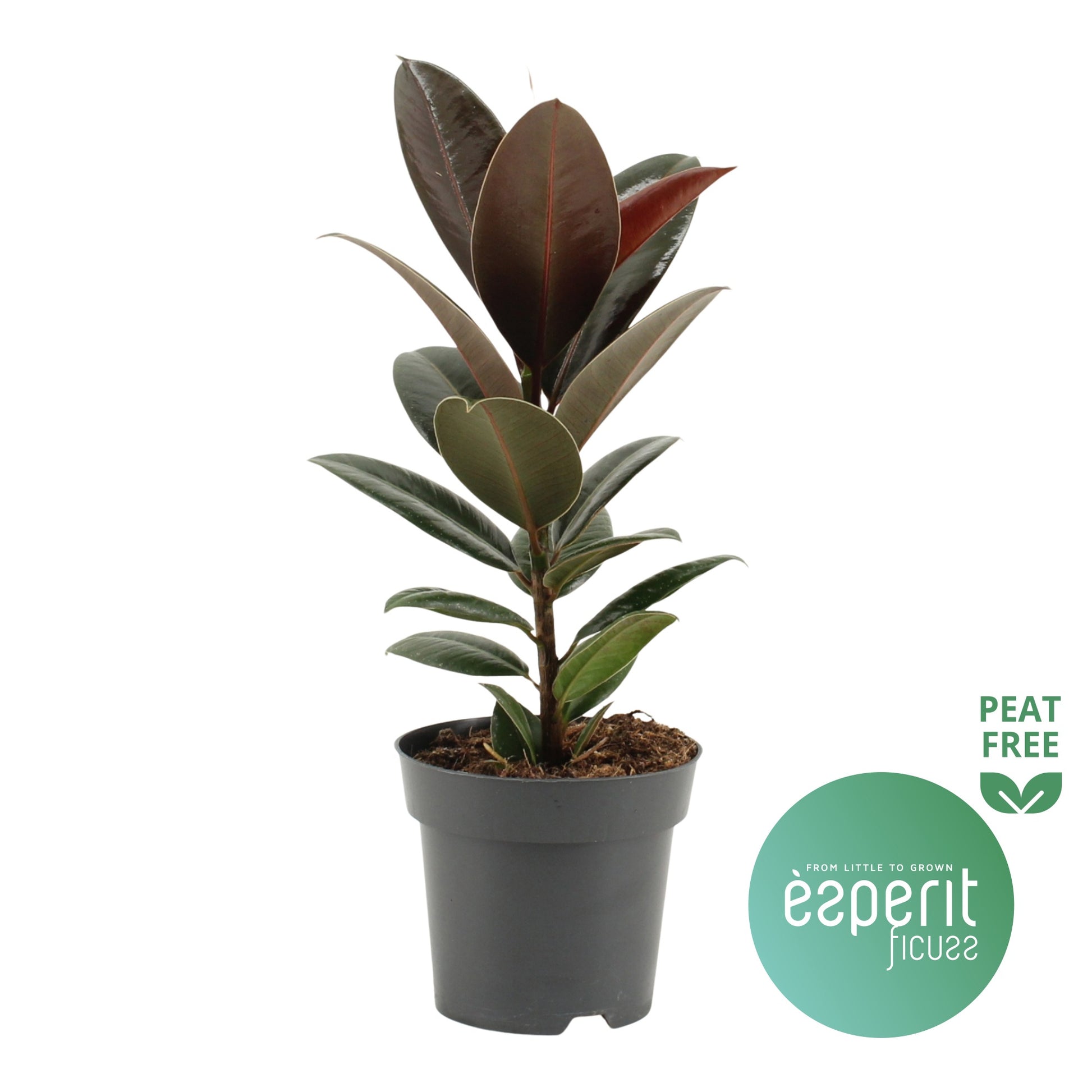 Esperit Plants Ficus el. Melany Pack of 8