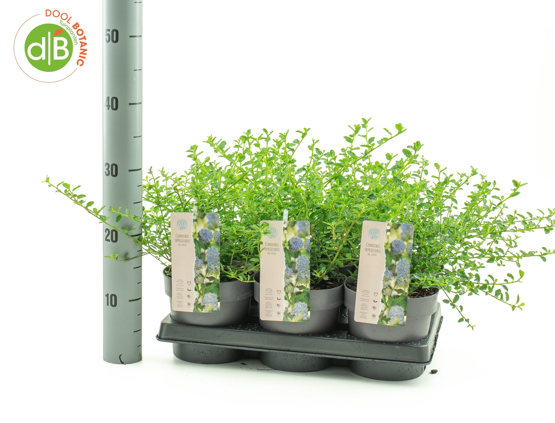 Dool Botanic Ceanothus thyrsiflorus repens Pack of 6