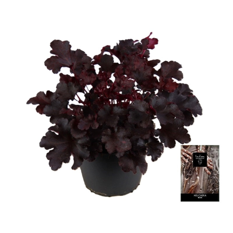 Heuchera Indian Summer black 25cm 15cm Pot