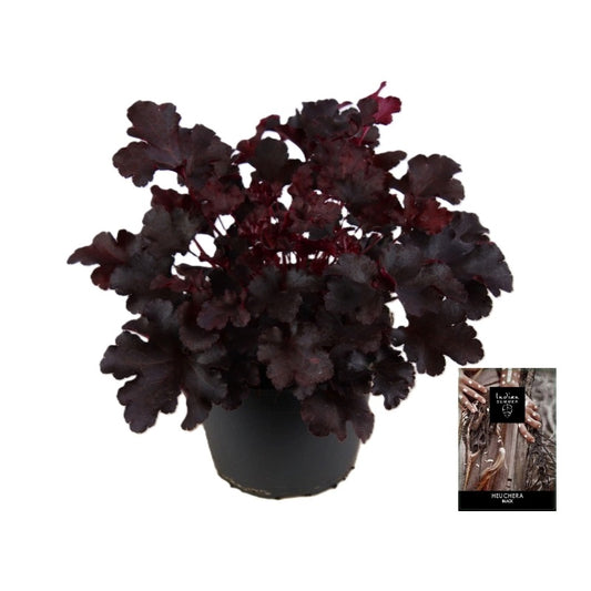 Heuchera Indian Summer black 25cm 15cm Pot