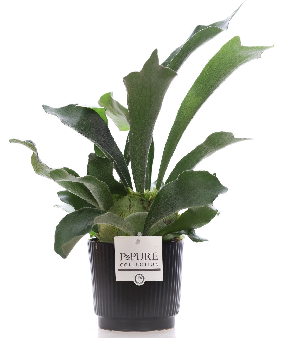 Platycerium bifurcatum 40cm 12cm Pot