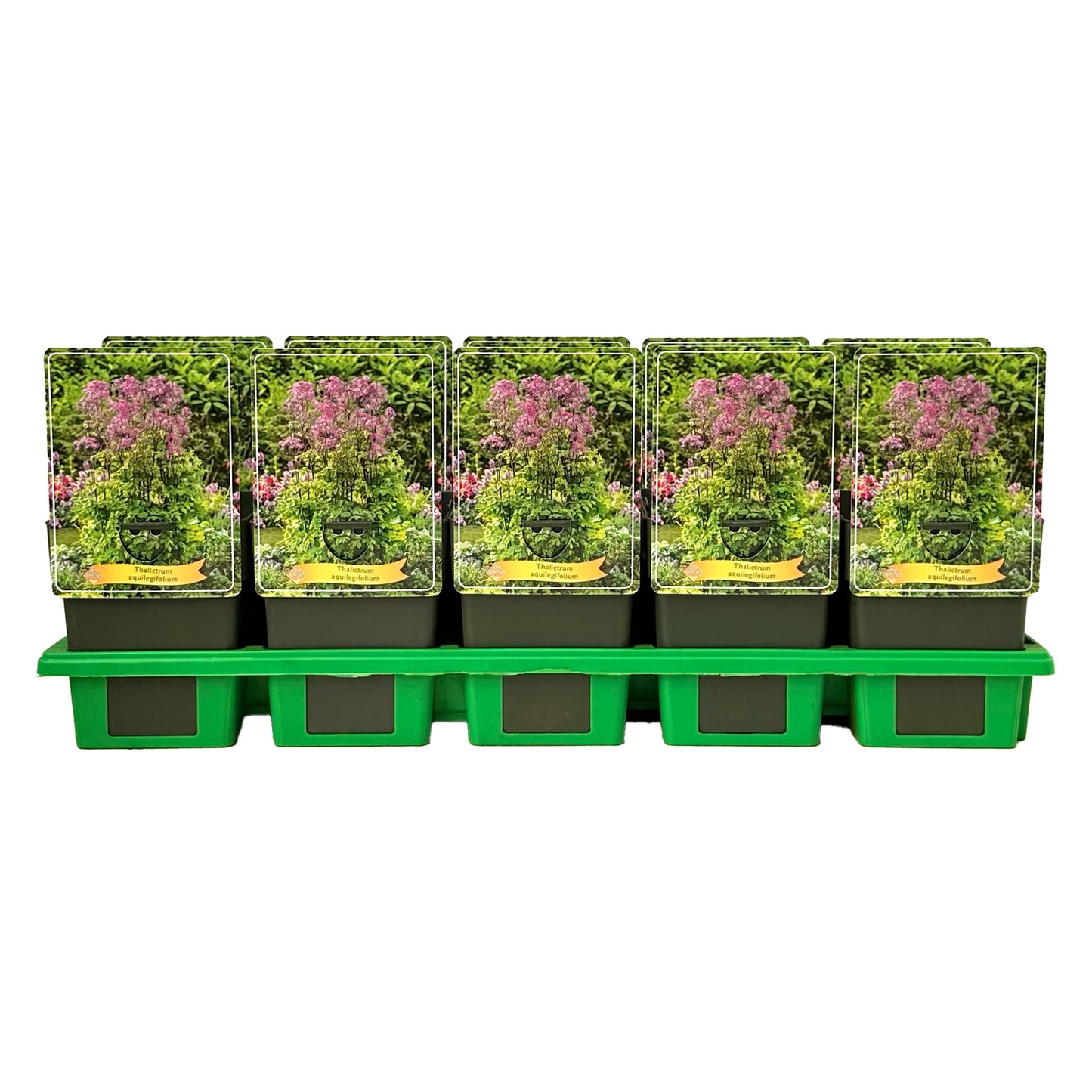 Gebr. Griffioen Thalictrum aquilegifolium Pack of 10