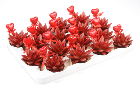 Miranda rood+hartje 8cm 6cm Pot