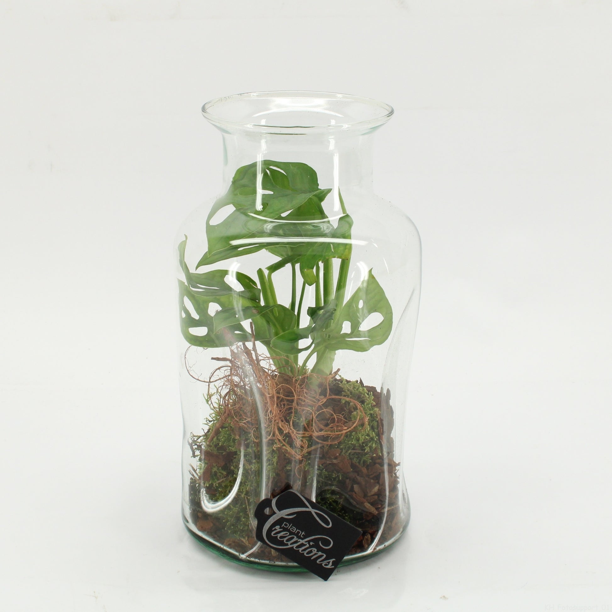 GRCR-2604 Green Essentials terrarium 26cm 17cm Pot