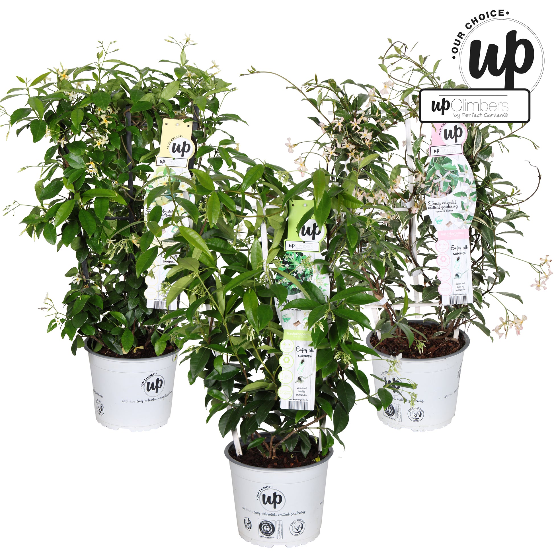 Trachelospermum jasminoides 70cm 19cm Pot