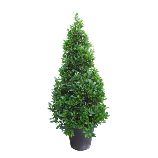 Laurus nobilis 190cm 40cm Pot