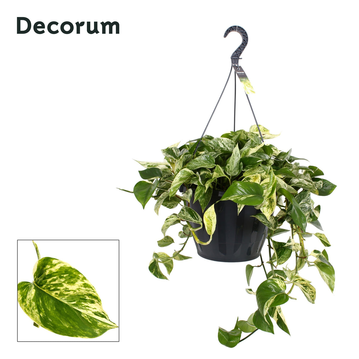 Epipremnum pinnatum Marble Queen Hanging pot 37cm Pot