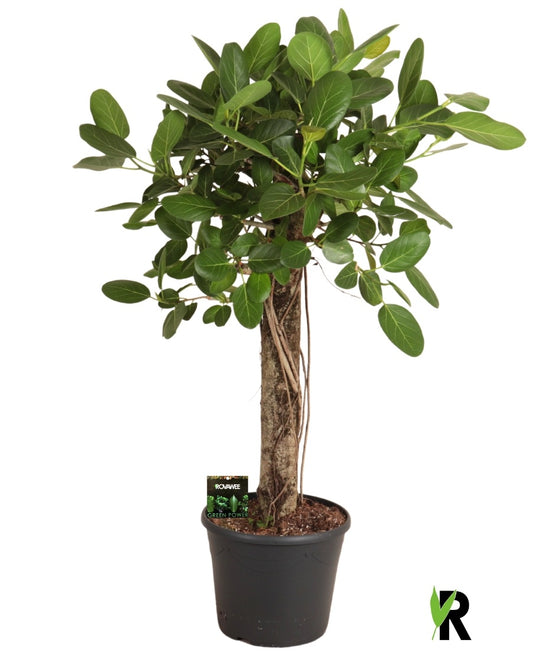 Ficus bengh. Audrey 140cm 35cm Pot