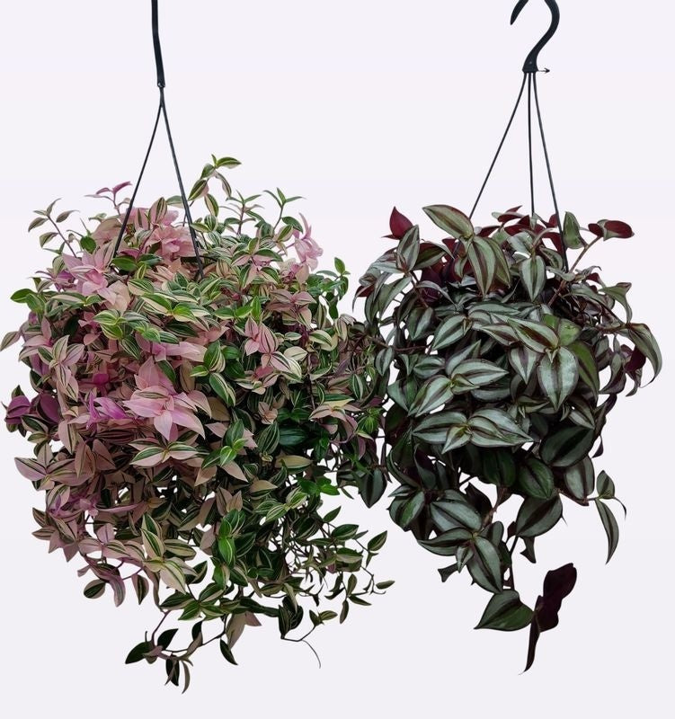 Quakelplant BV Tradescantia mix Pack of 2
