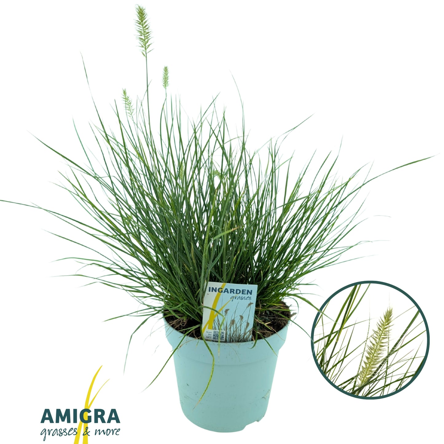 Pennisetum Little Bunny 55cm 17cm Pot