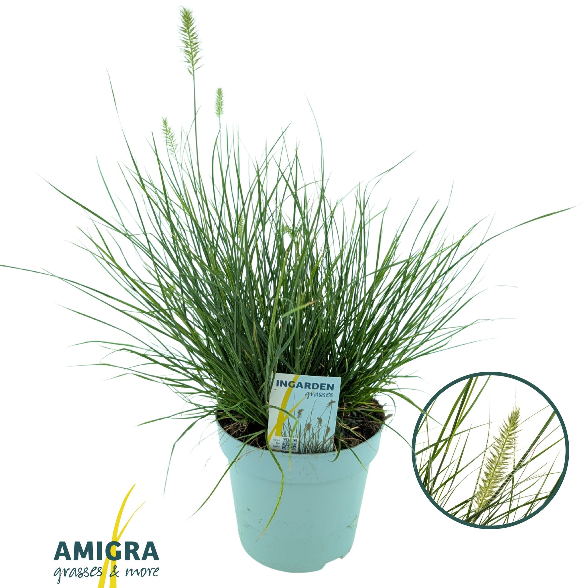 Pennisetum Little Bunny 55cm 17cm Pot