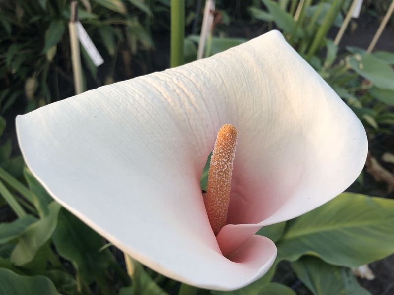 Waterplkw R. Moerings Zantedeschia aethiopica Pack of 6