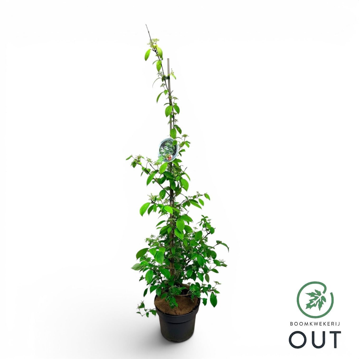 Viburnum plic. Kilimandjaro 125cm 29cm Pot