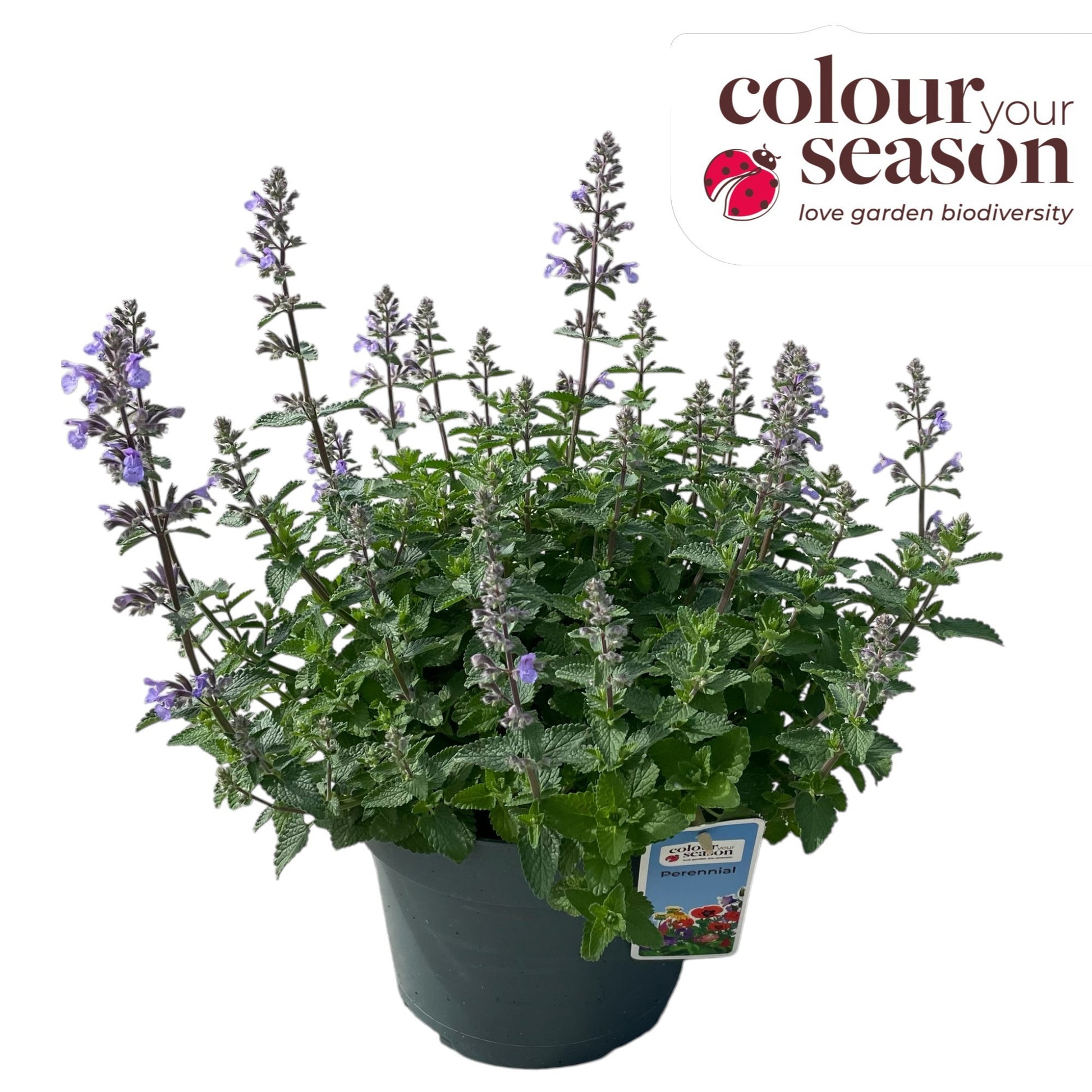 Nepeta faassenii 40cm 19cm Pot