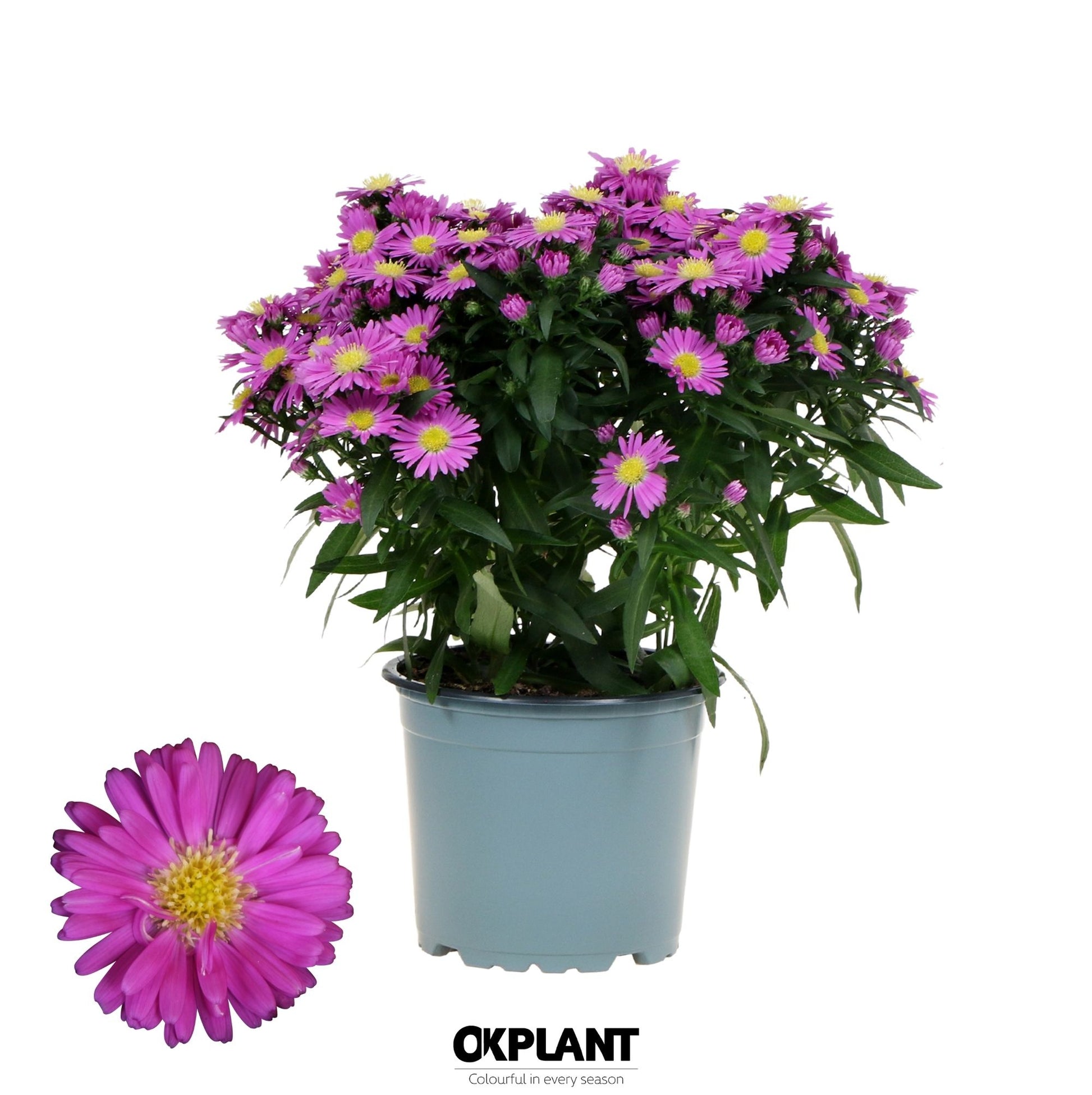 OK Plant Aster nb. Starletta Pink Pack of 10