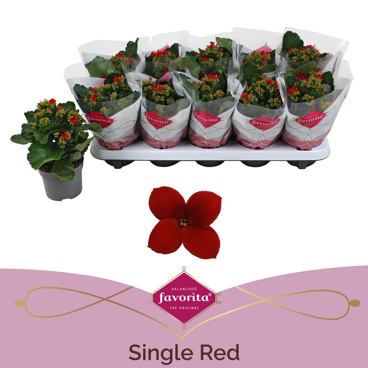 Kalanchoe Lipstick Red 22cm 10.5cm Pot